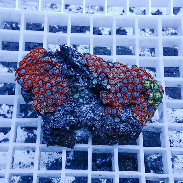 【サンゴ現物12】マメスナギンチャク