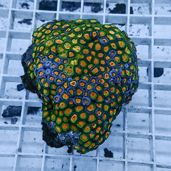 【サンゴ現物12】マメスナギンチャク