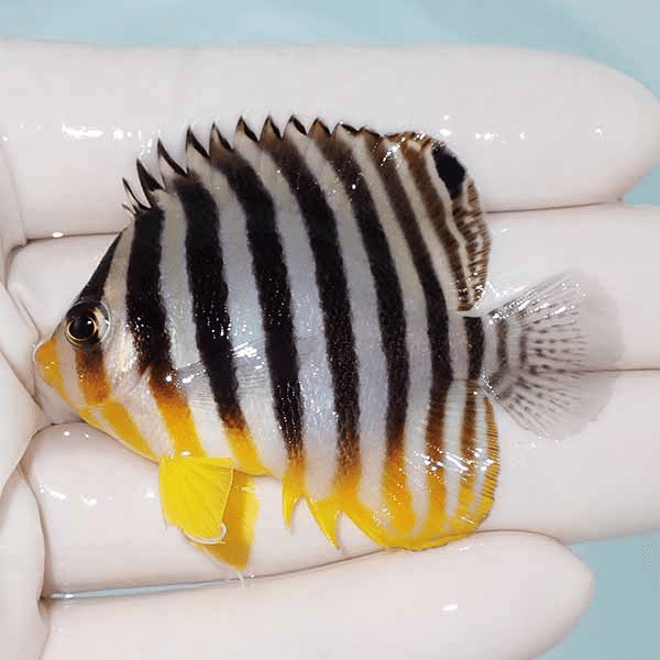 【現物12】シマヤッコ 5.7cm±