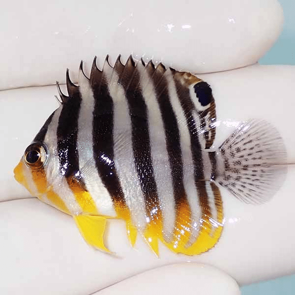 【現物13】シマヤッコ 4cm±