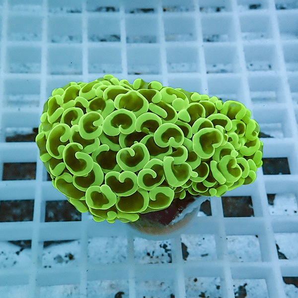 【サンゴ現物14】ナガレハナサンゴ