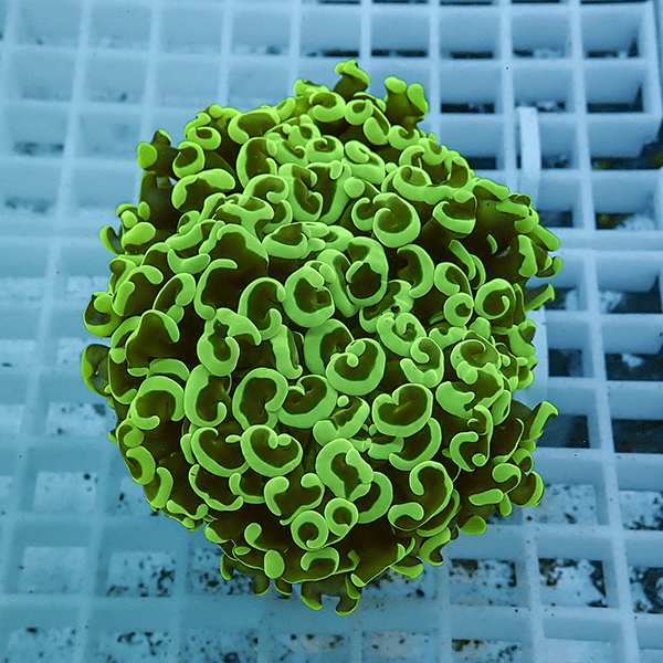 【サンゴ現物15】ナガレハナサンゴ