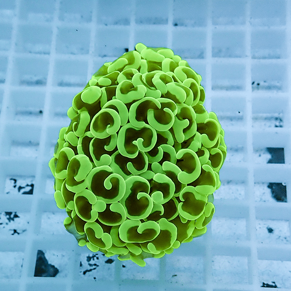 【サンゴ現物16】ナガレハナサンゴ