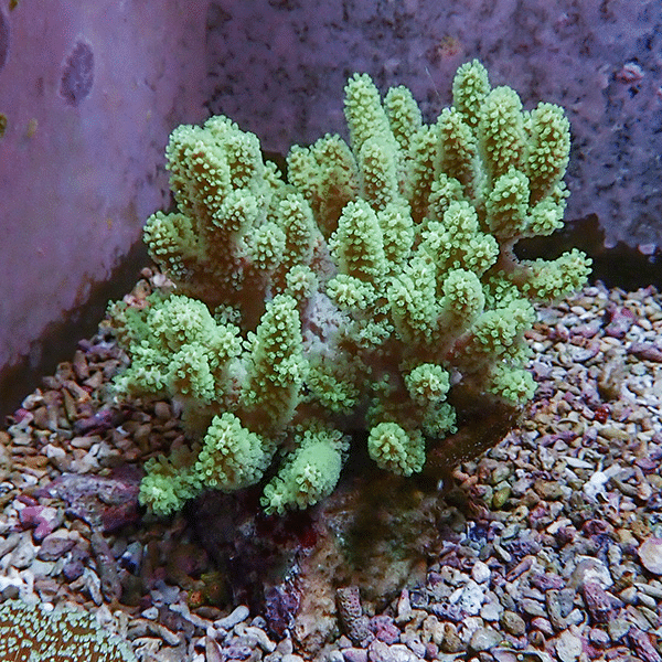 【サンゴ現物1】トサカ.sp 10-13cm 沖縄産