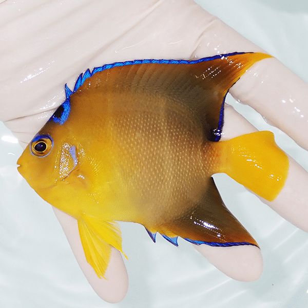 【現物1】粒エサOK タウンゼントエンゼル10cm±