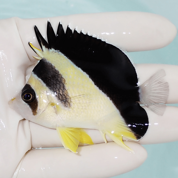 【現物1】バーゲスバタフライ 7cm±