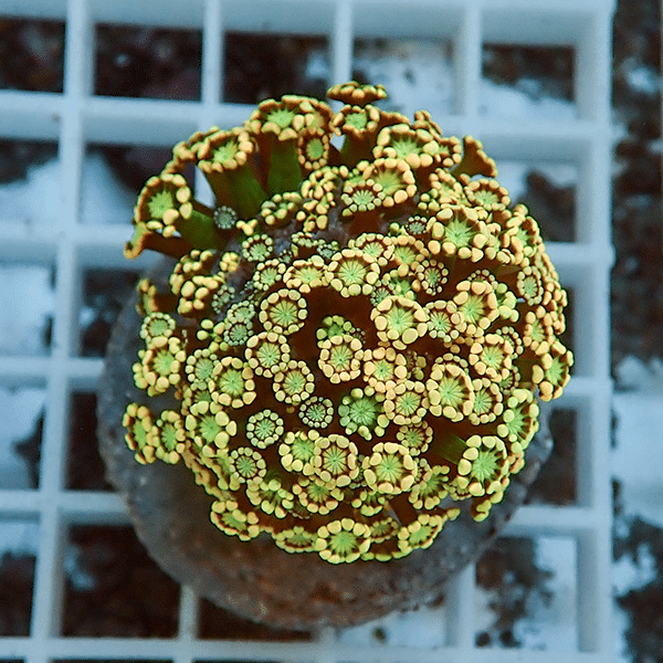 【サンゴ現物1】アワサンゴ