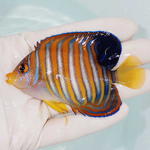 【現物1】ニシキヤッコ 8.5cm±