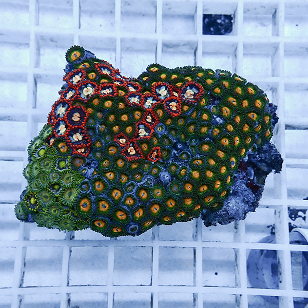 【サンゴ現物1】マメスナギンチャク