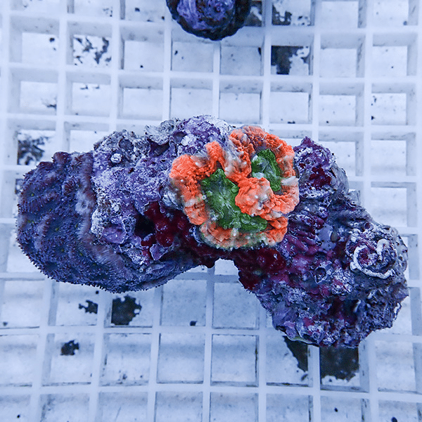 【サンゴ現物1】★ハナガタサンゴ