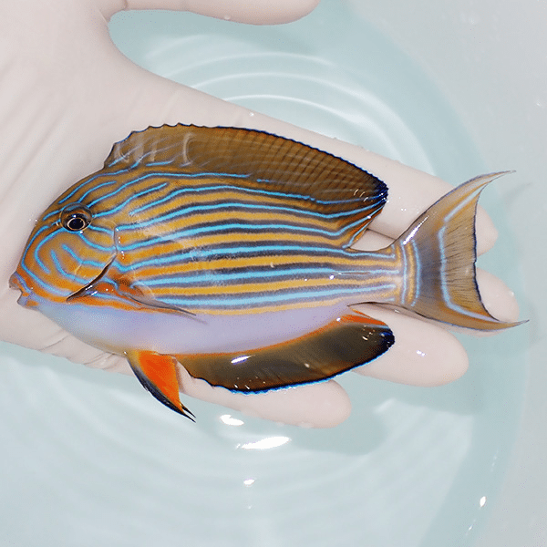 【現物1】ニジハギ 12cm±