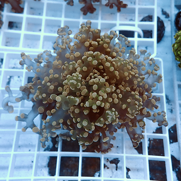 【サンゴ現物1】タコアシサンゴ フラグ