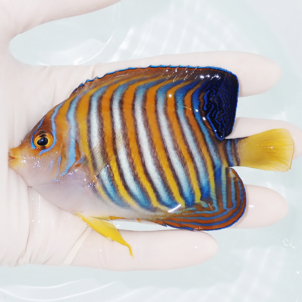 【現物2】ニシキヤッコ 11cm±