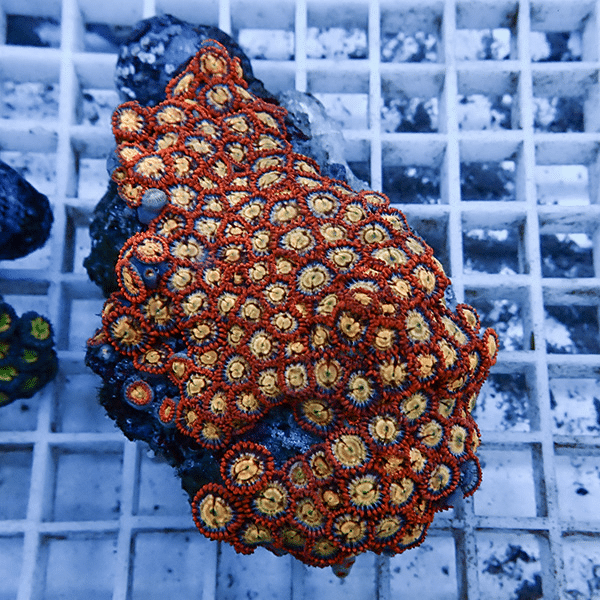 【サンゴ現物1】マメスナギンチャク