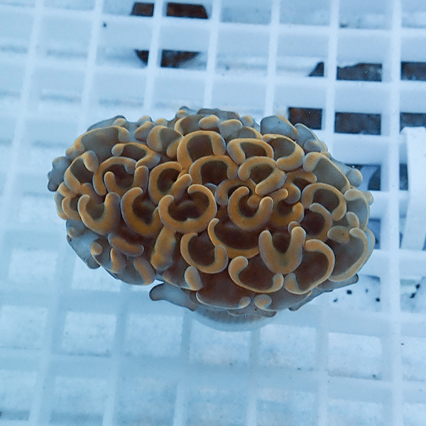 【サンゴ現物20】ナガレハナサンゴ