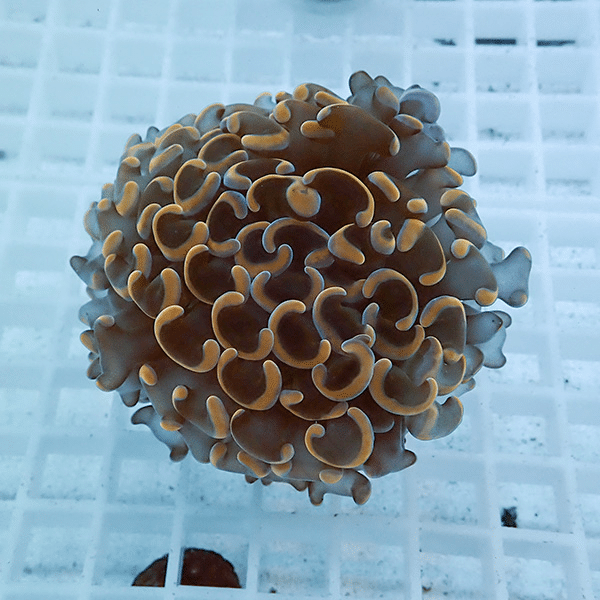 【サンゴ現物21】ナガレハナサンゴ