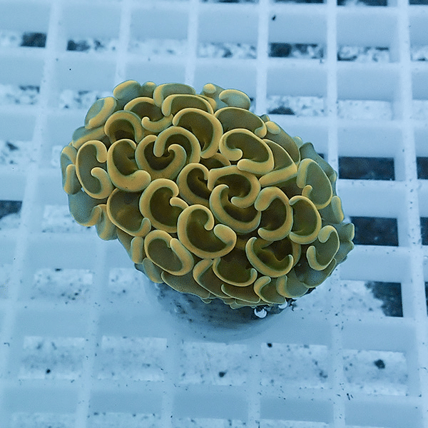 【サンゴ現物22】ナガレハナサンゴ