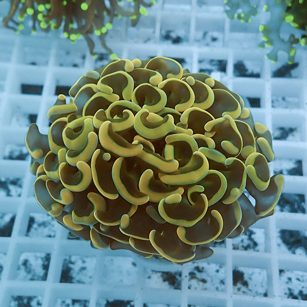 【サンゴ現物23】ナガレハナサンゴ