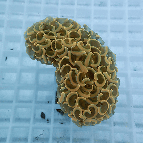 【サンゴ現物24】ナガレハナサンゴ