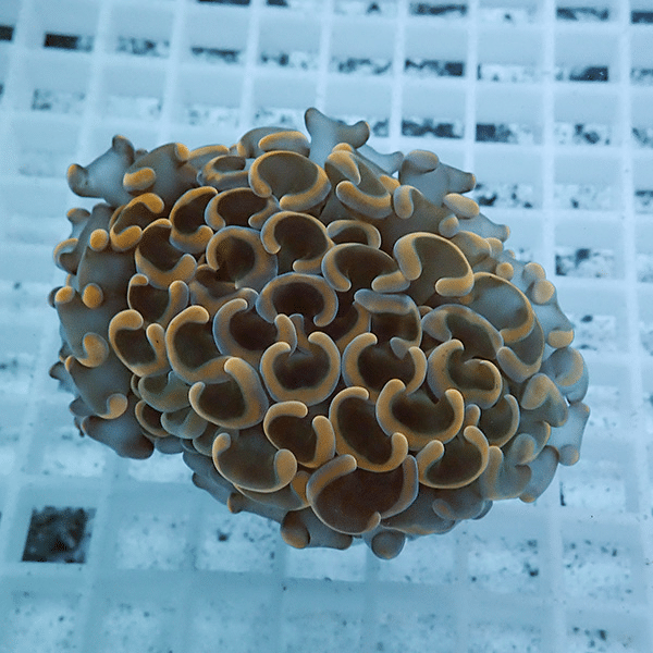 【サンゴ現物25】ナガレハナサンゴ