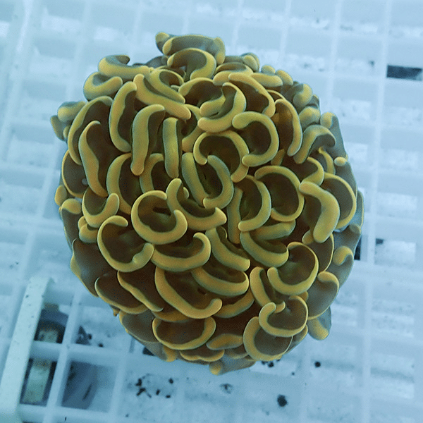 【サンゴ現物26】ナガレハナサンゴ