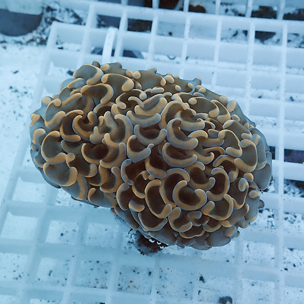 【サンゴ現物27】ナガレハナサンゴ