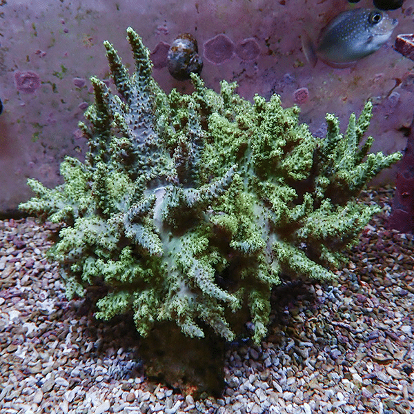 【サンゴ現物2】トサカ.sp 18-17cm 沖縄産