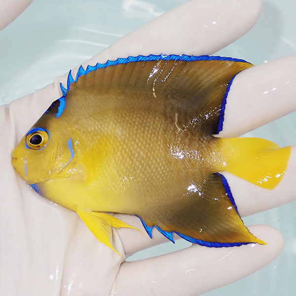 【現物2】粒エサOK タウンゼントエンゼル 9cm±