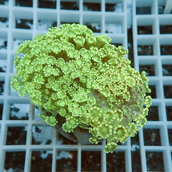 【サンゴ現物2】アワサンゴ