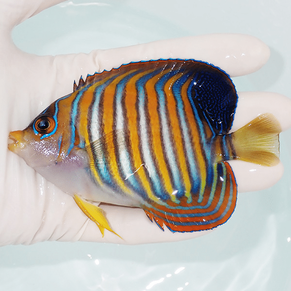 【現物2】ニシキヤッコ 11cm±