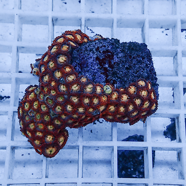 【サンゴ現物2】マメスナギンチャク