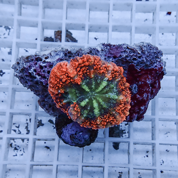 【サンゴ現物2】★ハナガタサンゴ