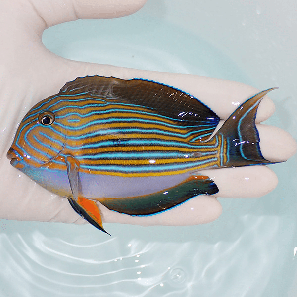 【現物2】ニジハギ 12cm±