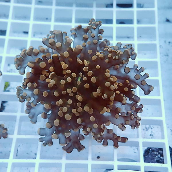 【サンゴ現物2】タコアシサンゴ フラグ