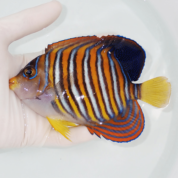 【現物1】ニシキヤッコ 14cm±