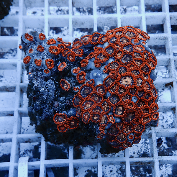 【サンゴ現物2】マメスナギンチャク