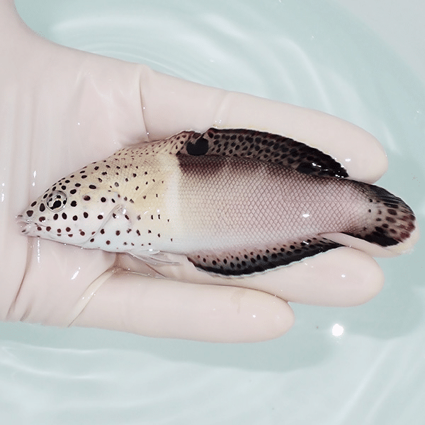 【現物】カンムリベラ 11cm