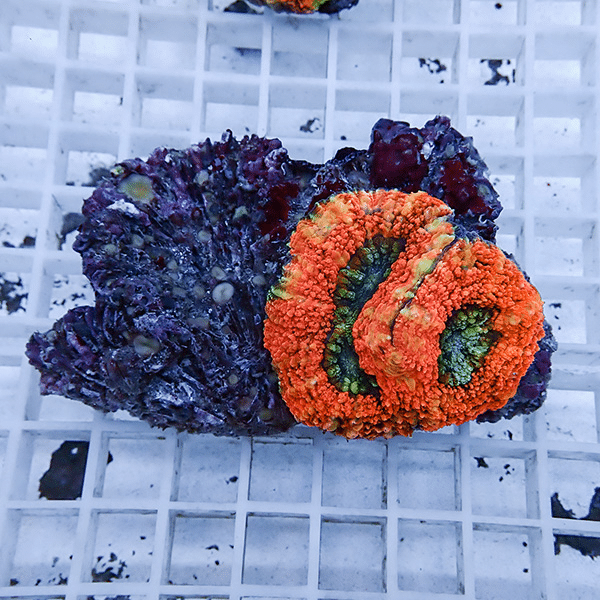 【サンゴ現物3】★ハナガタサンゴ