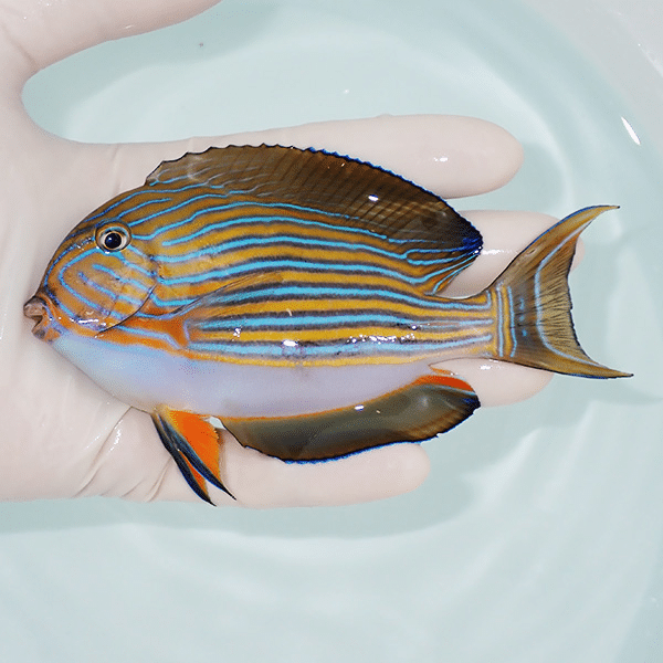 【現物3】口スレ ニジハギ 12cm±