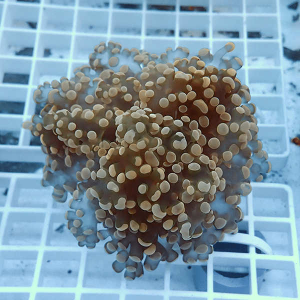 【サンゴ現物3】タコアシサンゴ フラグ