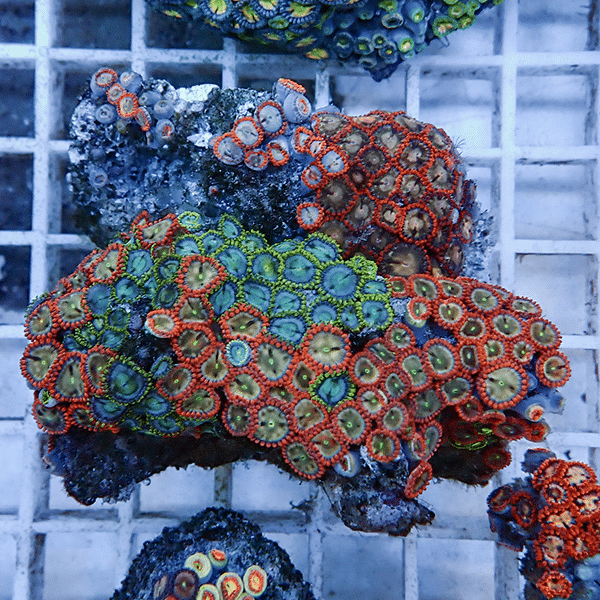 【サンゴ現物3】マメスナギンチャク