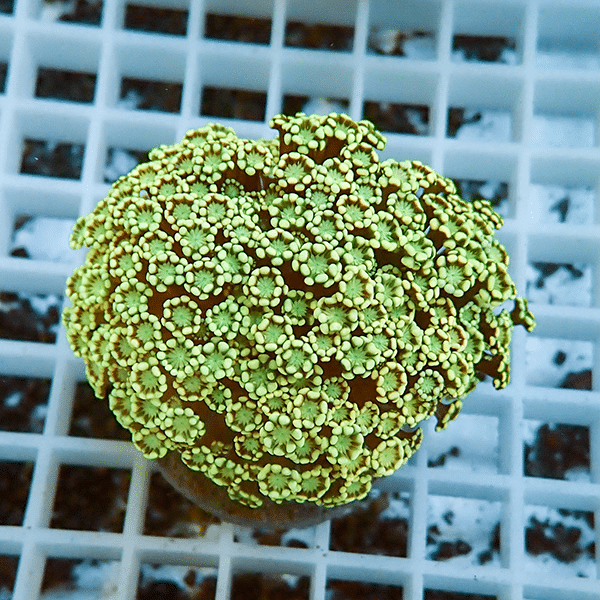 【サンゴ現物4】アワサンゴ