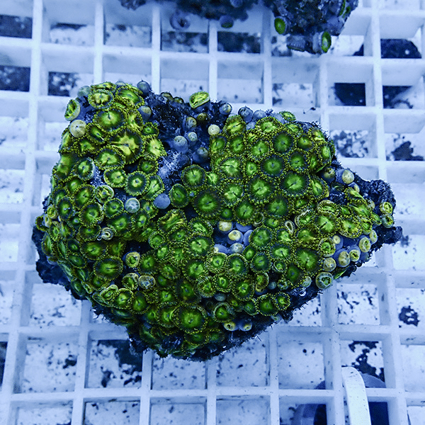 【サンゴ現物4】マメスナギンチャク