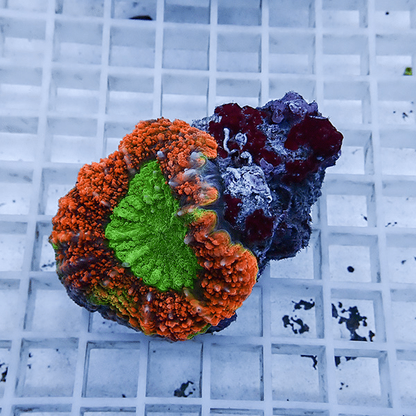 【サンゴ現物4】★ハナガタサンゴ