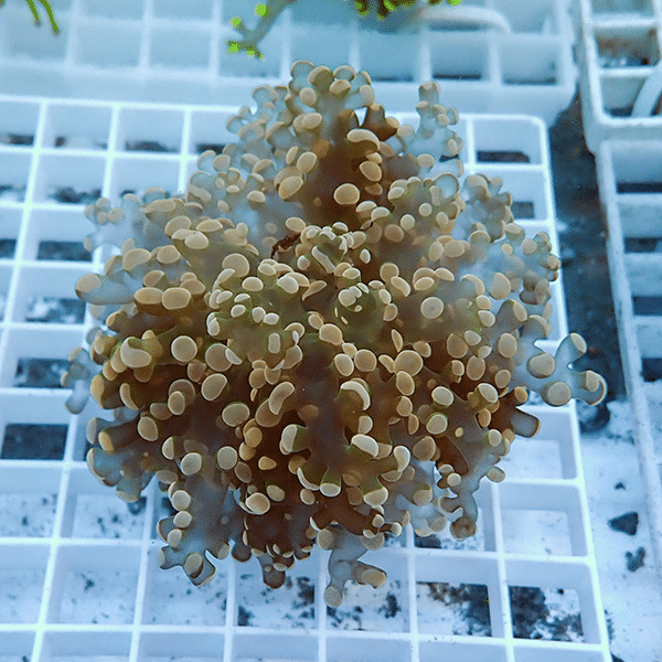 【サンゴ現物4】タコアシサンゴ フラグ