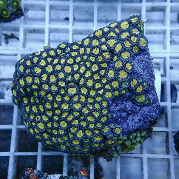 【サンゴ現物4】マメスナギンチャク