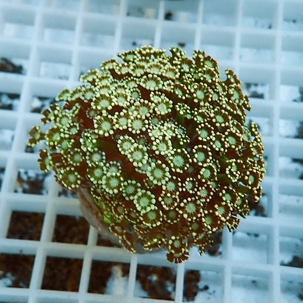 【サンゴ現物5】アワサンゴ