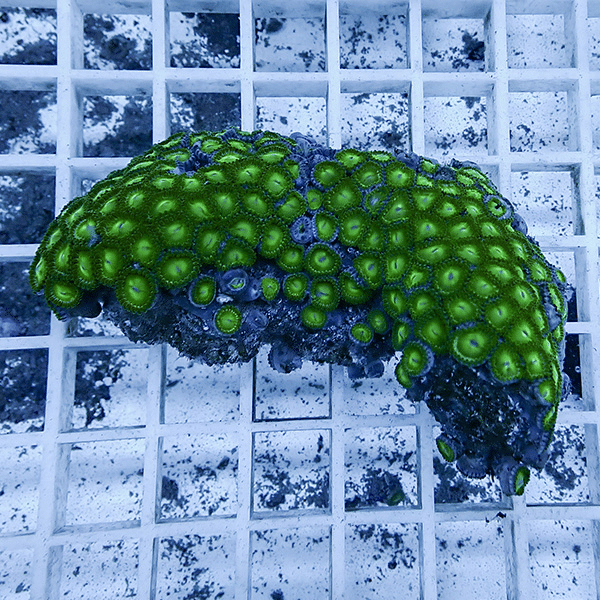 【サンゴ現物5】マメスナギンチャク