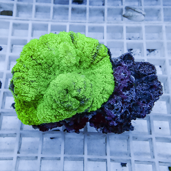 【サンゴ現物5】★ハナガタサンゴ