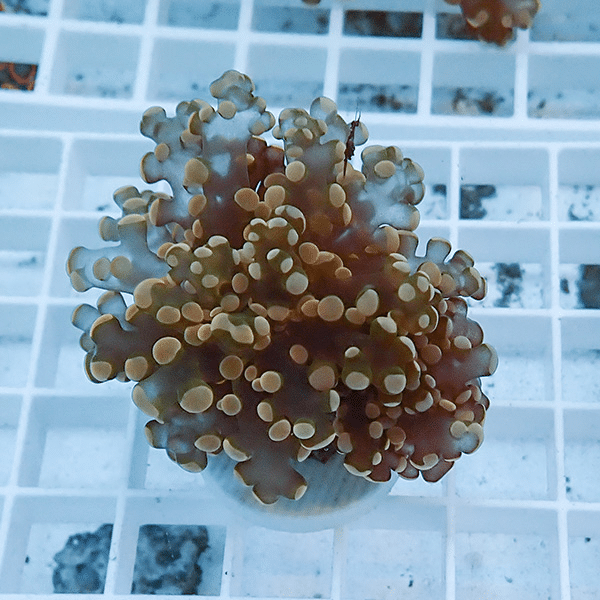 【サンゴ現物5】タコアシサンゴ フラグ